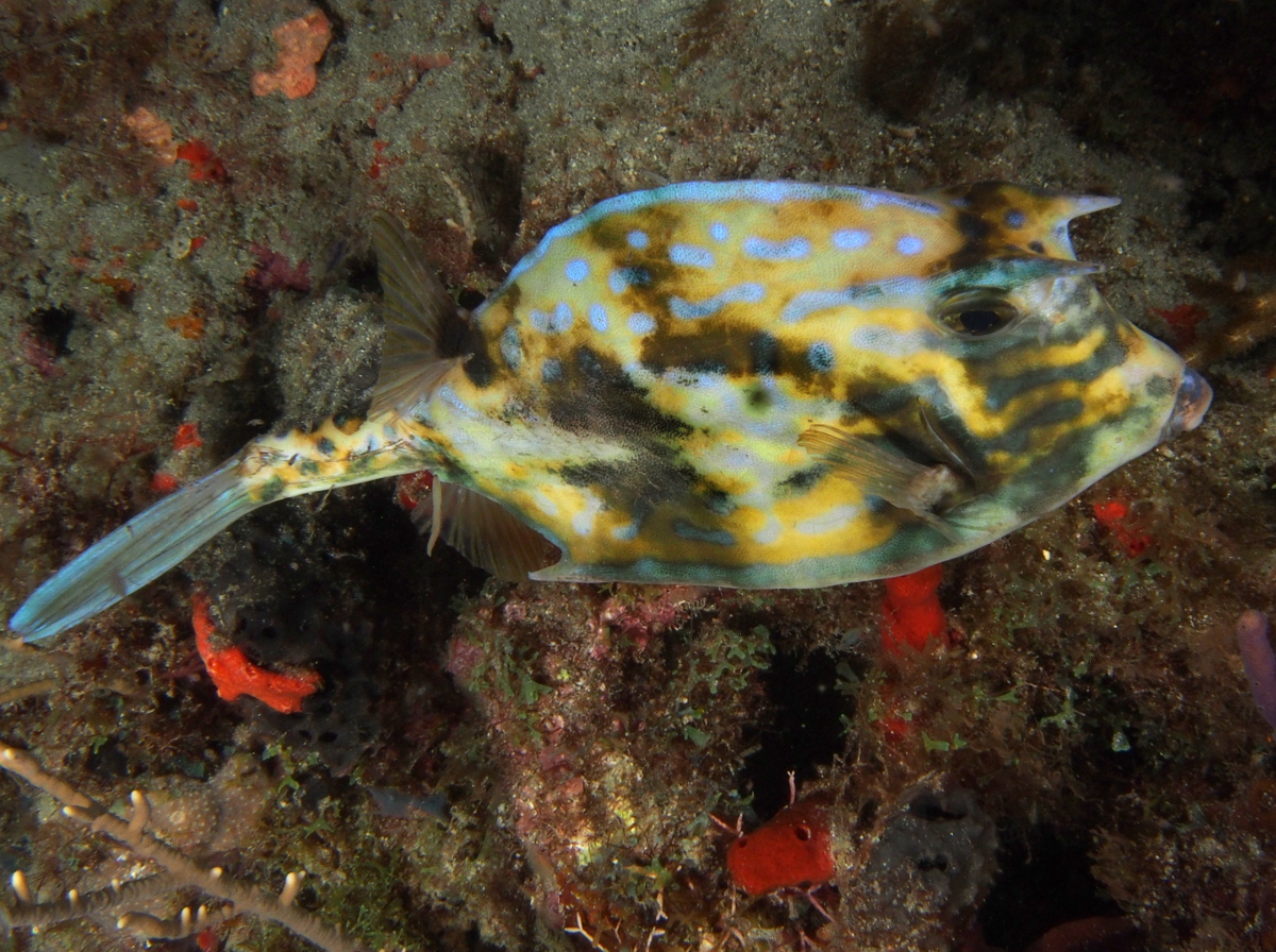 Scrawled Cowfish